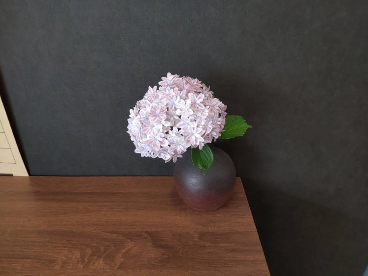 紫陽花