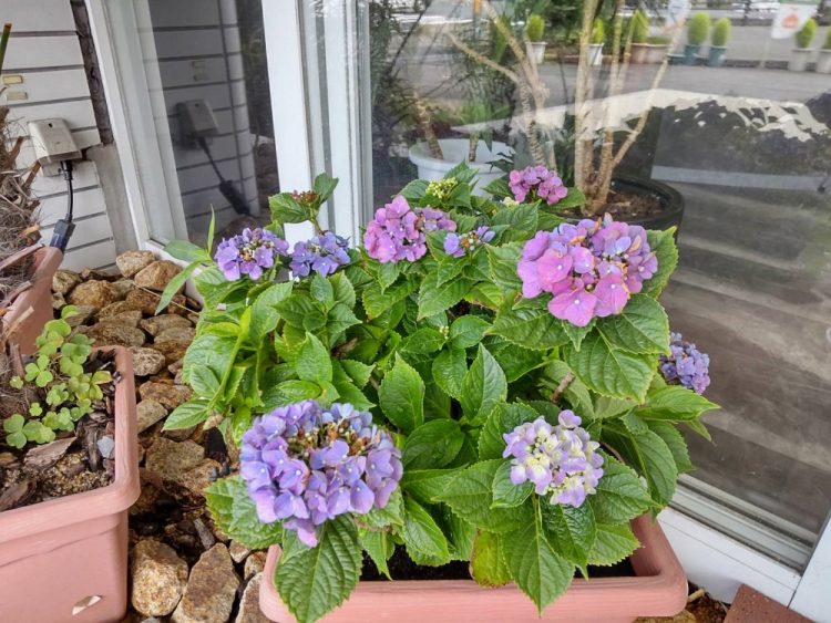 紫陽花