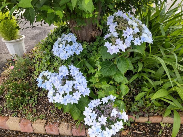 紫陽花